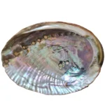 Concha Abalone
