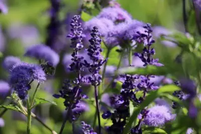 Sálvia azul