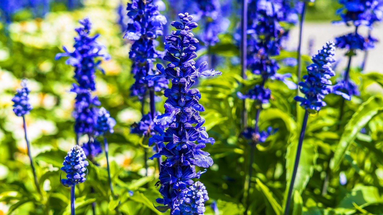 Sálvia azul