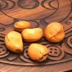 Semente Obi Natural para Consulta Espiritual e Rituais