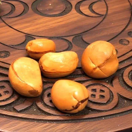 Semente Obi Natural para Consulta Espiritual e Rituais