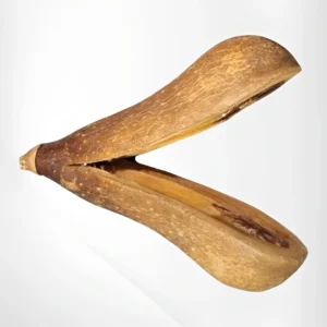 Fava Opelé Ifá Natural para Uso Ritual e Simbólico