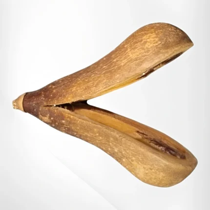 Fava Opelé Ifá Natural para Uso Ritual e Simbólico